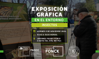 Museo Fonck te invita a asistir a una exposición gráfica sobre insectos