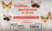 Museo Fonck te invita a participar del taller: “Polillas y mariposas en acción”